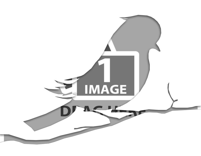 bird template pdf.pdf #21