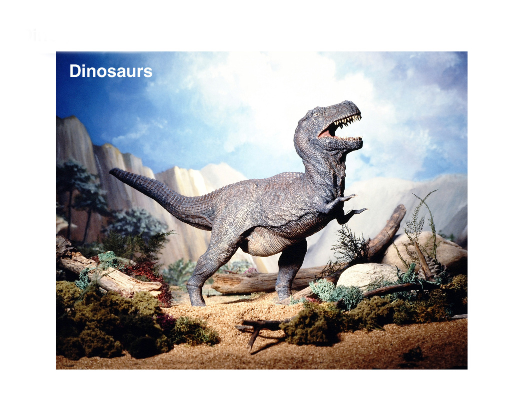 Dino 10X8